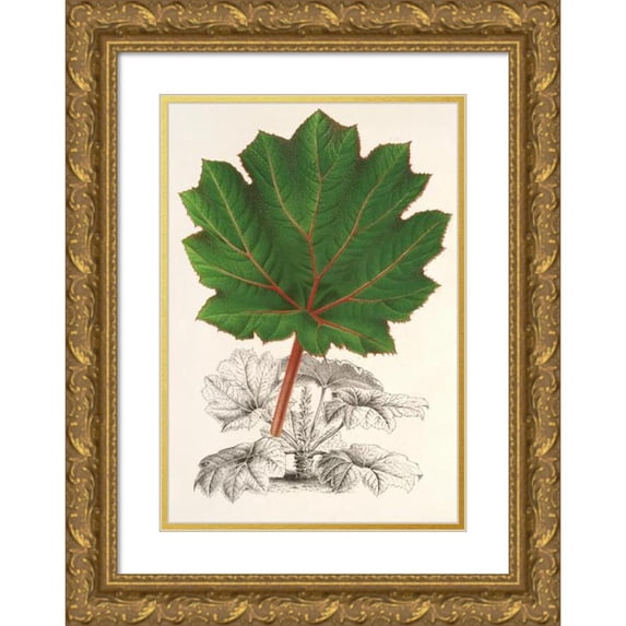 Charles Antoine Lemaire 11x14 Gold Ornate Wood Frame and Double Matted Museum Art Print Titled - Gunnera Brephogea (1854-1896)