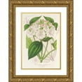 thumbnail image 1 of Charles Antoine Lemaire 11x14 Gold Ornate Wood Frame and Double Matted Museum Art Print Titled - Heterotrichum Macrodon (1854-1896), 1 of 4