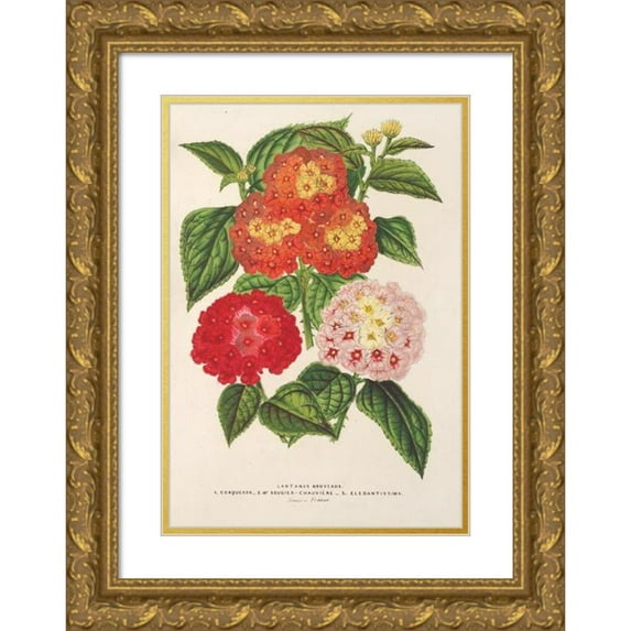 Charles Antoine Lemaire 11x14 Gold Ornate Wood Frame and Double Matted Museum Art Print Titled - Lantanas (Choice Of) (1854-1896)