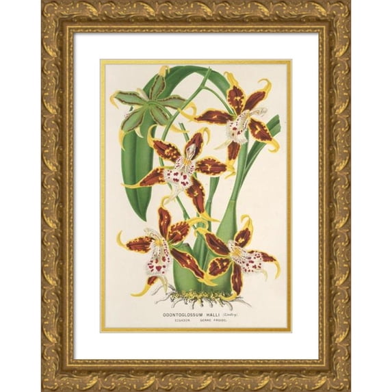 Charles Antoine Lemaire 11x14 Gold Ornate Wood Frame and Double Matted Museum Art Print Titled - Odontoglossum Gray (1854-1896)