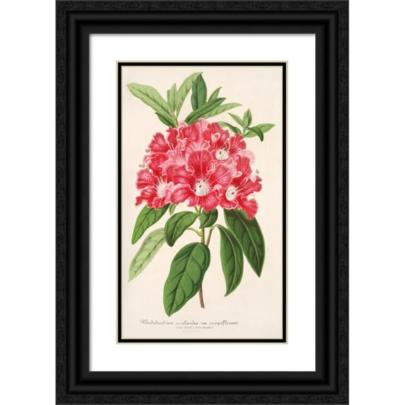 Charles Antoine Lemaire 12x18 Black Ornate Wood Framed Double Matted Museum Art Print Titled - Rhododendrum Azaleoides, Var. Crispinorum (1854-1896)