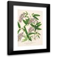 thumbnail image 1 of Charles Antoine Lemaire 13x18 Black Modern Framed Museum Art Print Titled - Hardenbergia Makoyana (Hybrida) (1854-1896), 1 of 5