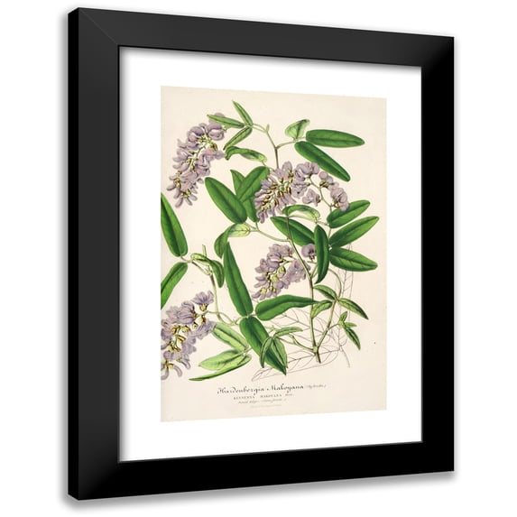Charles Antoine Lemaire 13x18 Black Modern Framed Museum Art Print Titled - Hardenbergia Makoyana (Hybrida) (1854-1896)