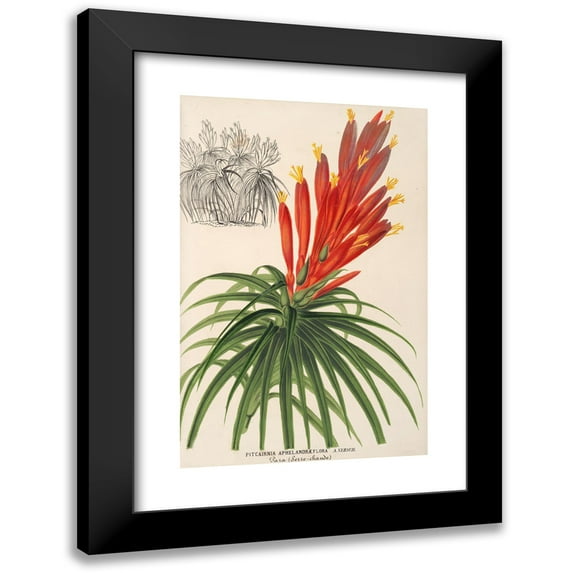 Charles Antoine Lemaire 13x18 Black Modern Framed Museum Art Print Titled - Pitcairia Afelandorora (1854-1896)
