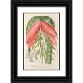thumbnail image 1 of Charles Antoine Lemaire 13x18 Black Ornate Wood Framed Double Matted Museum Art Print Titled - Billbergia Baraquiniana (1854-1896), 1 of 5