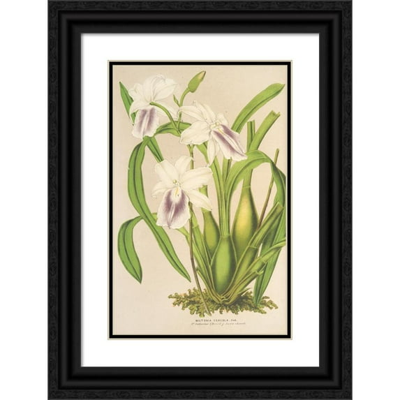 Charles Antoine Lemaire 13x18 Black Ornate Wood Framed Double Matted Museum Art Print Titled - Miltonia Cereola (1854-1896)