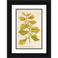 thumbnail image 1 of Charles Antoine Lemaire 13x18 Black Ornate Wood Framed Double Matted Museum Art Print Titled - Ulmus Campestris Var. Golden (1854-1896), 1 of 5