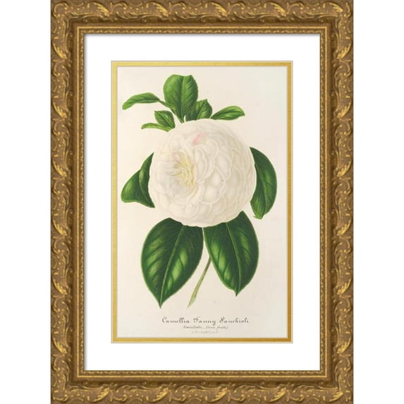 Charles Antoine Lemaire 13x18 Gold Ornate Wood Frame and Double Matted Museum Art Print Titled - Camellia Fanny Sanchioli (1854-1896)