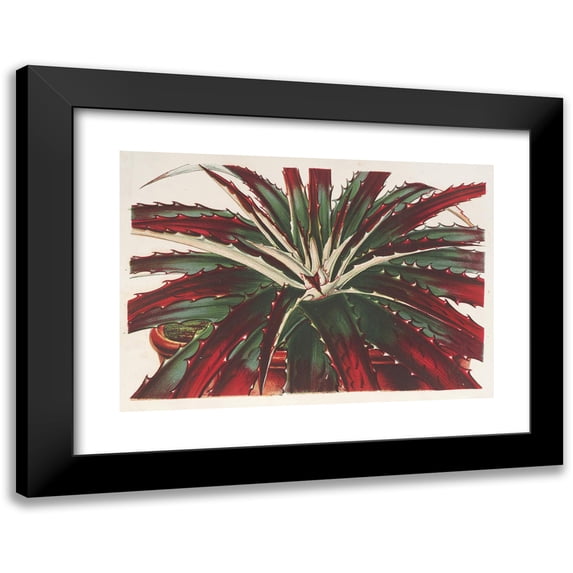 Charles Antoine Lemaire 14x11 Black Modern Framed Museum Art Print Titled - Hechtia Ghiesbreghtii (1854-1896)