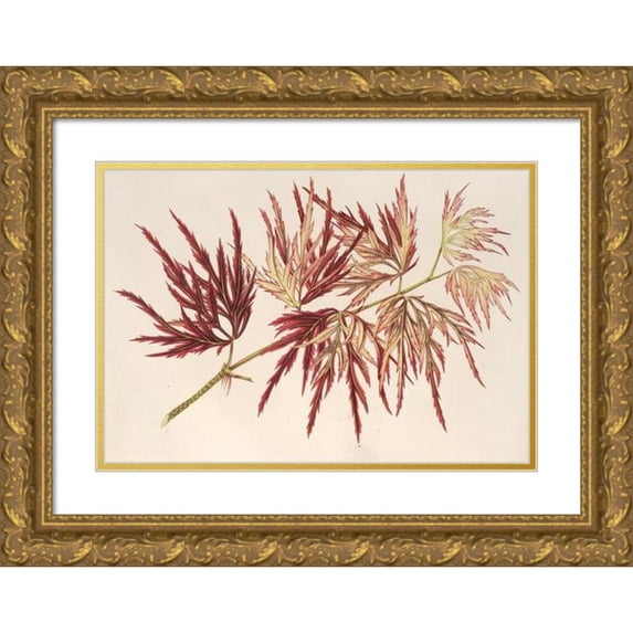 Charles Antoine Lemaire 14x11 Gold Ornate Wood Frame and Double Matted Museum Art Print Titled - Acer (Polymorphus) Palmatum (1854-1896)