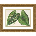 thumbnail image 1 of Charles Antoine Lemaire 14x11 Gold Ornate Wood Frame and Double Matted Museum Art Print Titled - Caladium (Varieties or New Species Of) (1854-1896), 1 of 4