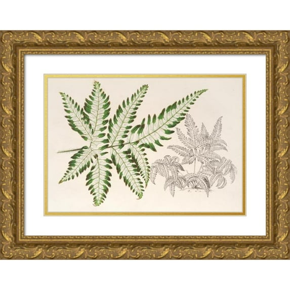 Charles Antoine Lemaire 14x11 Gold Ornate Wood Frame and Double Matted Museum Art Print Titled - Pteris Argyrea (1854-1896)