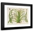 thumbnail image 1 of Charles Antoine Lemaire 14x12 Black Modern Framed Museum Art Print Titled - Pandanus Mauritianus (1854-1896), 1 of 5