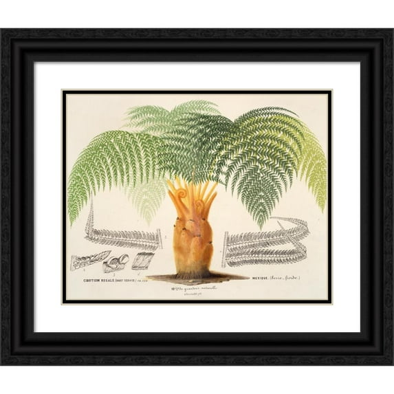 Charles Antoine Lemaire 14x12 Black Ornate Wood Framed Double Matted Museum Art Print Titled: Cibotium (1854-1896)