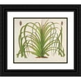 thumbnail image 1 of Charles Antoine Lemaire 14x12 Black Ornate Wood Framed Double Matted Museum Art Print Titled: Pandanus Mauritianus (1854-1896), 1 of 5
