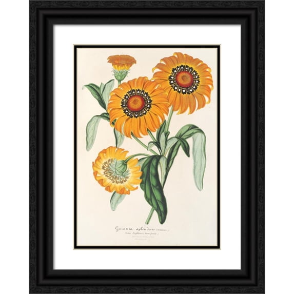 Charles Antoine Lemaire 14x18 Black Ornate Wood Framed Double Matted Museum Art Print Titled - Gazania Bright (Hybrid) (1854-1896)