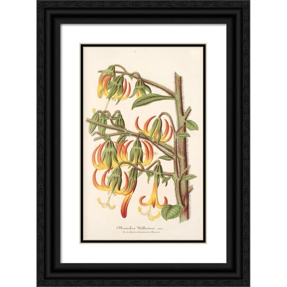 Charles Antoine Lemaire 16x24 Black Ornate Framed Double Matted Museum Art Print Titled: Musschy Wolastons (1854-1896)