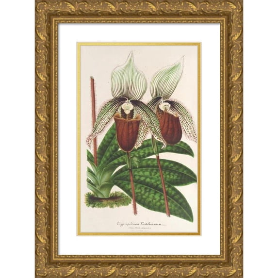Charles Antoine Lemaire 16x24 Gold Ornate Framed and Double Matted Museum Art Print Titled - Cypripedium Veitchianum (1854-1896)