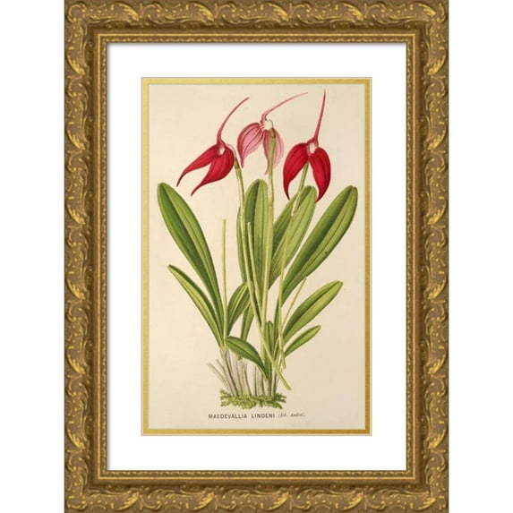 Charles Antoine Lemaire 16x24 Gold Ornate Framed and Double Matted Museum Art Print Titled - Masdevalia Lindeni (1854-1896)