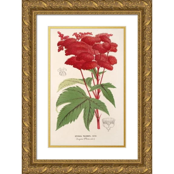 Charles Antoine Lemaire 16x24 Gold Ornate Framed and Double Matted Museum Art Print Titled - Spiraea (1854-1896)