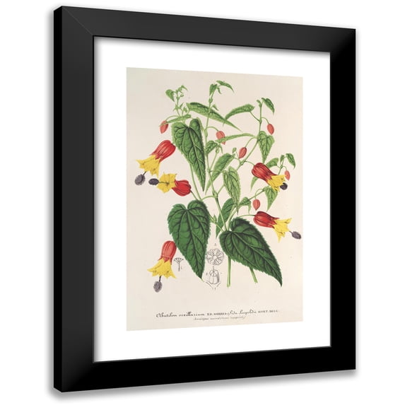 Charles Antoine Lemaire 17x24 Black Modern Framed Museum Art Print Titled - Abutilon Vexillarium (1854-1896)