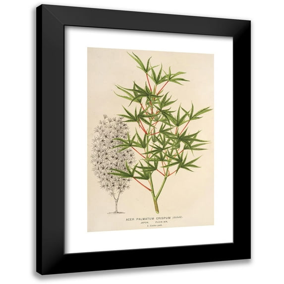 Charles Antoine Lemaire 17x24 Black Modern Framed Museum Art Print Titled - Acer Palmatum Crispus (1854-1896)