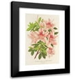 thumbnail image 1 of Charles Antoine Lemaire 17x24 Black Modern Framed Museum Art Print Titled - Azalea Indicates (Hybrida) Charles Enke (1854-1896), 1 of 5