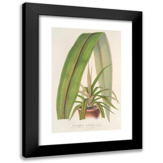 Charles Antoine Lemaire 17x24 Black Modern Framed Museum Art Print Titled - Cordyline Undivided (1854-1896)
