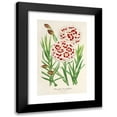 thumbnail image 1 of Charles Antoine Lemaire 17x24 Black Modern Framed Museum Art Print Titled - Dianthus Verschaffeltii (1854-1896), 1 of 5