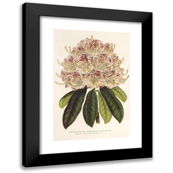 Charles Antoine Lemaire 17x24 Black Modern Framed Museum Art Print Titled - Rhododendrum Marginato-Dotted (Hybr.) (1854-1896)