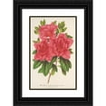 thumbnail image 1 of Charles Antoine Lemaire 17x24 Black Ornate Framed Double Matted Museum Art Print Titled: Azalea (Indica, Hybrida) Madame Wagner (1854-1896), 1 of 5