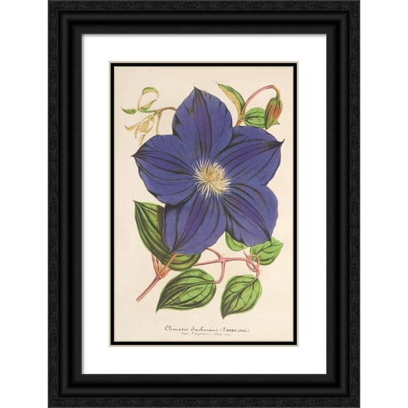 Charles Antoine Lemaire 17x24 Black Ornate Framed Double Matted Museum Art Print Titled: Clematis Jackmani (1854-1896)