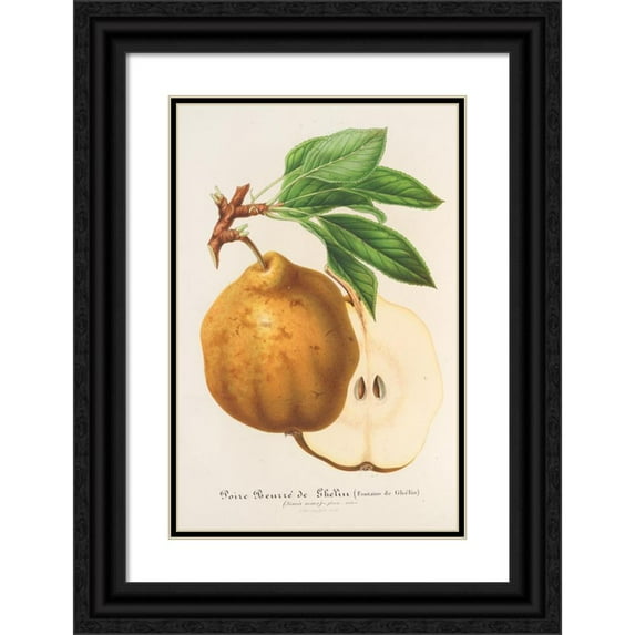 Charles Antoine Lemaire 17x24 Black Ornate Framed Double Matted Museum Art Print Titled: Ghelin Beurre Pear (1854-1896)