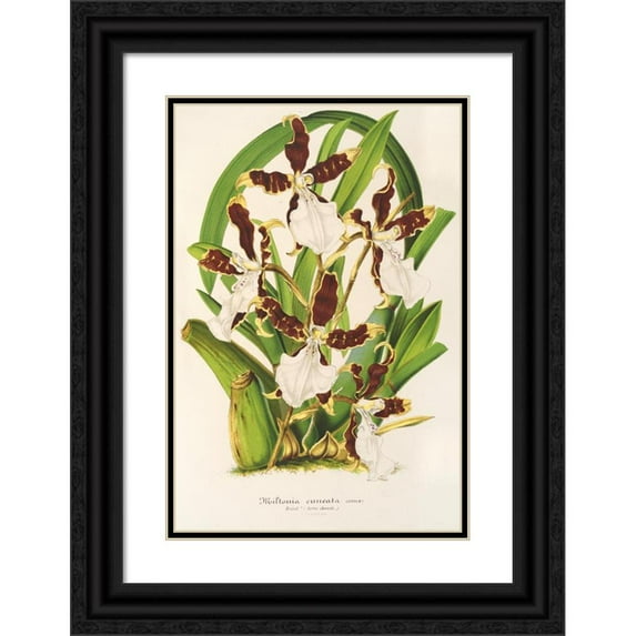 Charles Antoine Lemaire 17x24 Black Ornate Framed Double Matted Museum Art Print Titled: Miltonia Cuneata (1854-1896)