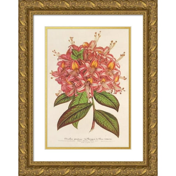 Charles Antoine Lemaire 17x24 Gold Ornate Framed and Double Matted Museum Art Print Titled - Azale Couproet the Flore Hort. Shut (1854-1896)