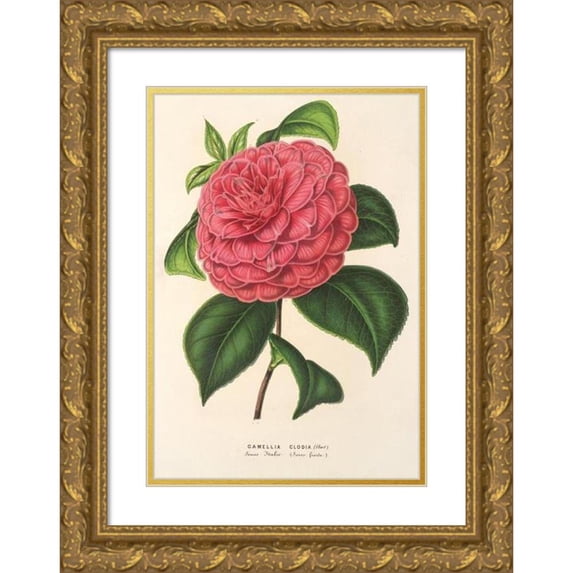 Charles Antoine Lemaire 17x24 Gold Ornate Framed and Double Matted Museum Art Print Titled - Camellia Clodia (1854-1896)