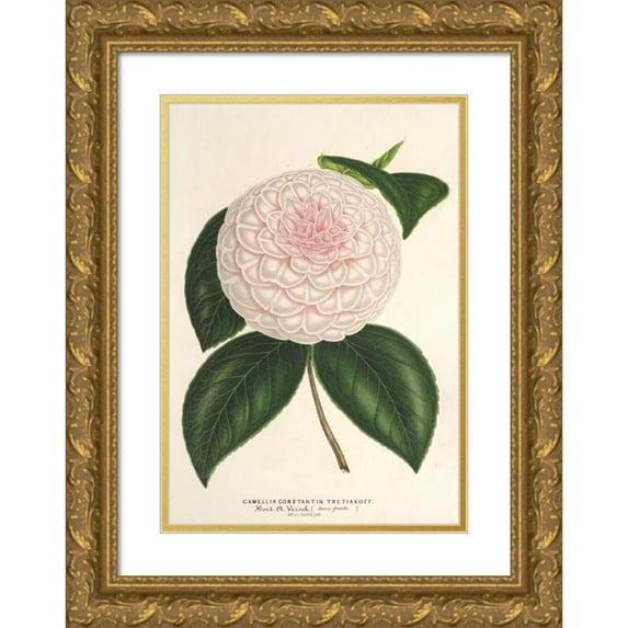 Charles Antoine Lemaire 17x24 Gold Ornate Framed and Double Matted Museum Art Print Titled - Camellia Constantin Tretiakoff (Hybr.) (1854-1896)