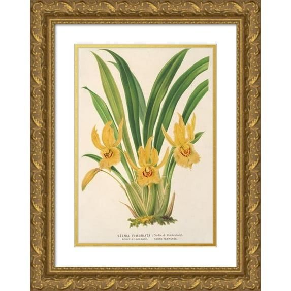 Charles Antoine Lemaire 17x24 Gold Ornate Framed and Double Matted Museum Art Print Titled - Stenia Fimbriata (1854-1896)