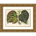thumbnail image 1 of Charles Antoine Lemaire 18x13 Gold Ornate Wood Frame and Double Matted Museum Art Print Titled - Begonia Imperialis (Type} (1854-1896), 1 of 4