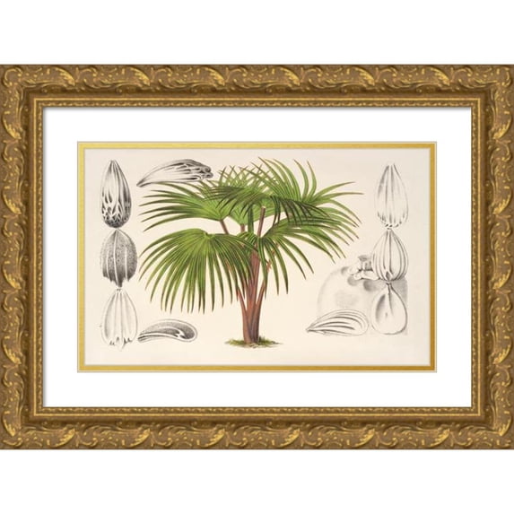 Charles Antoine Lemaire 18x13 Gold Ornate Wood Frame and Double Matted Museum Art Print Titled - Verschaffeltii Flying (1854-1896)