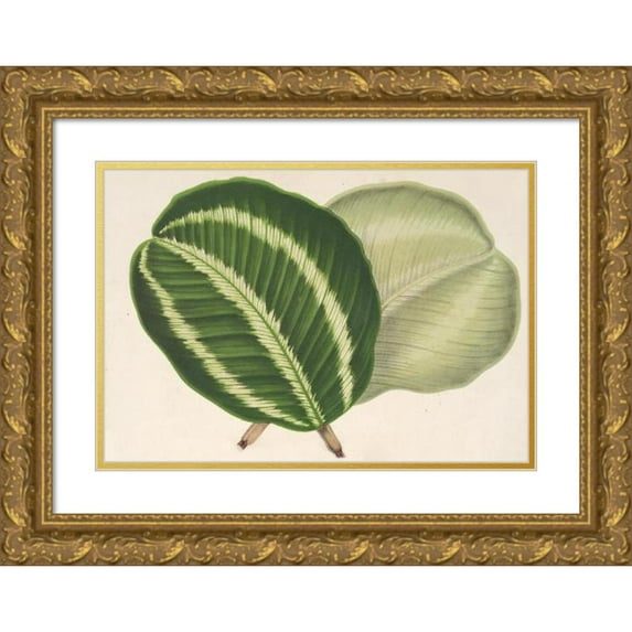 Charles Antoine Lemaire 18x14 Gold Ornate Wood Frame and Double Matted Museum Art Print Titled - Maranta Virginal (1854-1896)