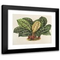 thumbnail image 1 of Charles Antoine Lemaire 18x15 Black Modern Framed Museum Art Print Titled - Calathea (Maranta) Hieroglyphica (1854-1896), 1 of 5