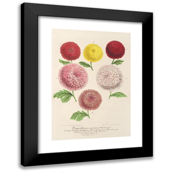 Charles Antoine Lemaire 18x24 Black Modern Framed Museum Art Print Titled - Dwarf Chrysanthemum (New) Autumn (1854-1896)