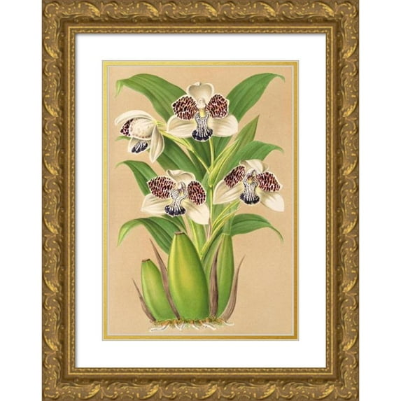 Charles Antoine Lemaire 18x24 Gold Ornate Framed and Double Matted Museum Art Print Titled - Colax Jugosus (1854-1896)