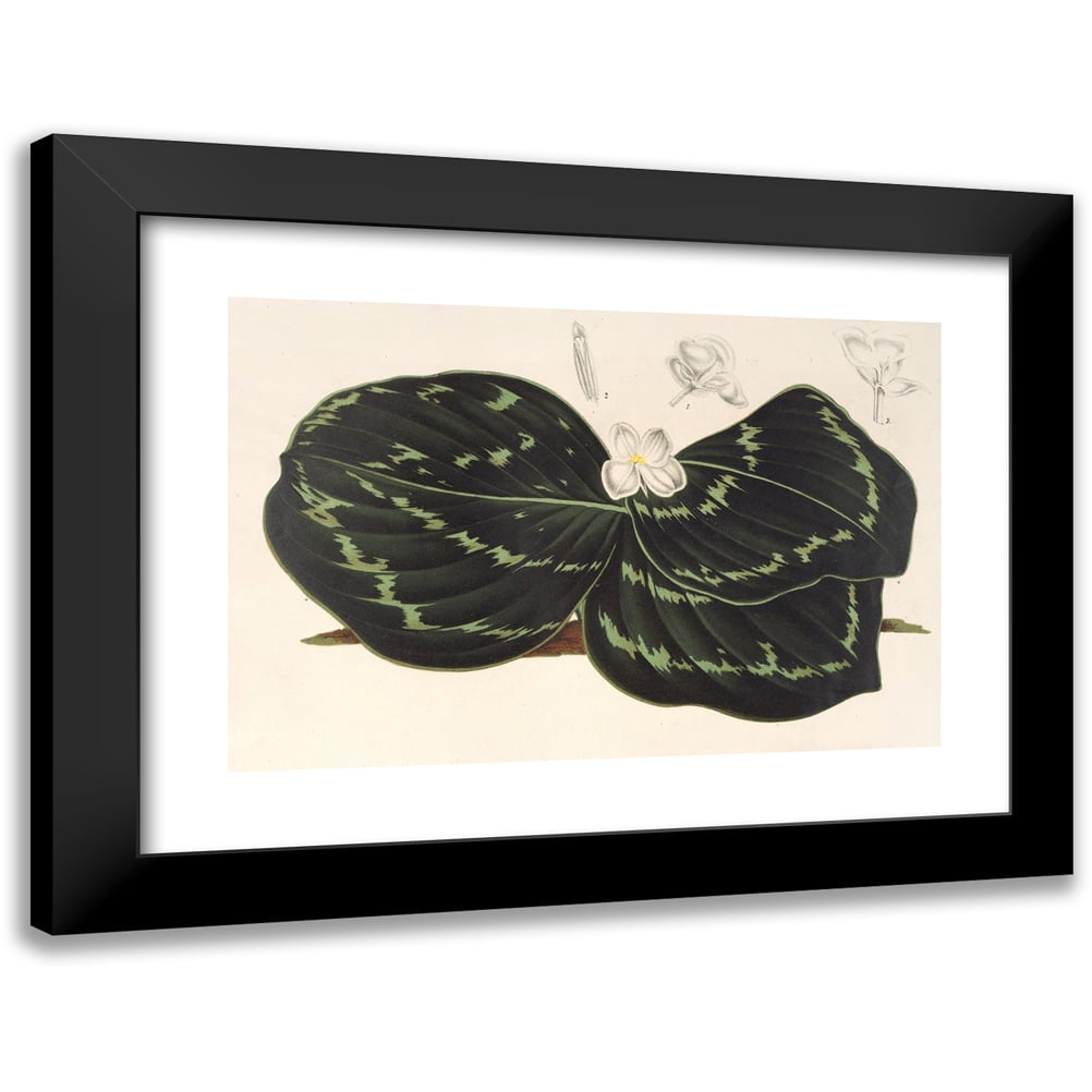 Zenker Pekáč na pečení 36 x 27 x 5 cm nakoupit u OBI Zenker Pekáč na pečení 36 x 27 x 5 cm nakoupit u OBI