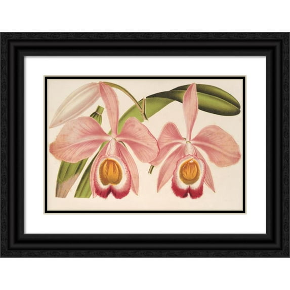 Charles Antoine Lemaire 24x17 Black Ornate Framed Double Matted Museum Art Print Titled: Cattleya Eldorado Splendens (1854-1896)