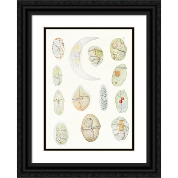 Charles Atwood Kofoid 11x14 Black Ornate Wood Framed Double Matted Museum Art Print Titled: The Free-Living Unarmored Dinoflagellata Pl 2 (1921)