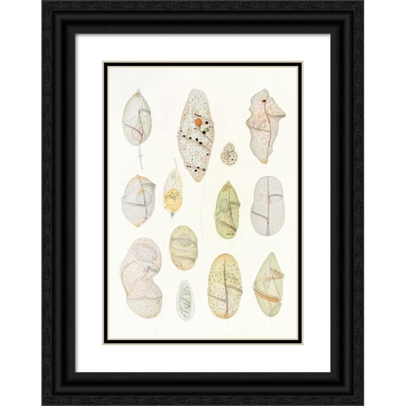 Charles Atwood Kofoid 11x14 Black Ornate Wood Framed Double Matted Museum Art Print Titled: The Free-Living Unarmored Dinoflagellata Pl 7 (1921)