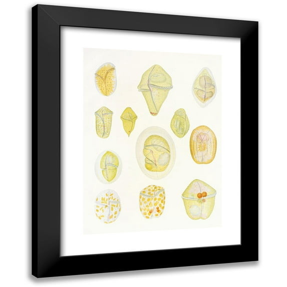 Charles Atwood Kofoid 14x18 Black Modern Framed Museum Art Print Titled - The Free-Living Unarmored Dinoflagellata Pl 1 (1921)