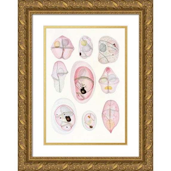 Charles Atwood Kofoid 18x24 Gold Ornate Framed and Double Matted Museum Art Print Titled - The Free-Living Unarmored Dinoflagellata Pl 8 (1921)
